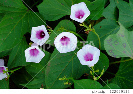 サツマイモの花　薩摩芋の花　さつまいもの花 122929132