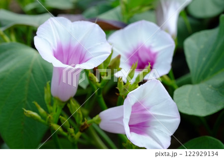 サツマイモの花 薩摩芋の花 さつまいもの花 サツマイモの花 薩摩芋の花 さつまいもの花 122929134