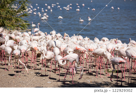Flock of greater pinkish flamingos standing against blue pond 122929302