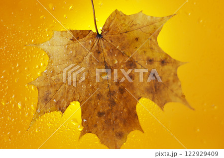 autumn maple leaf on a glass surface with water rain drops on yellow background autumn maple leaf on a glass surface with water rain drops on yellow background 122929409