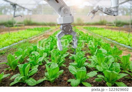 Robotic arm harvest lettuce in farm Robotic arm harvest lettuce in farm 122929602