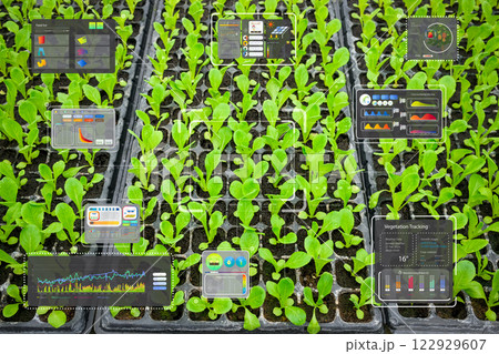 Agriculture technology with digital interface in lettuce farm 122929607