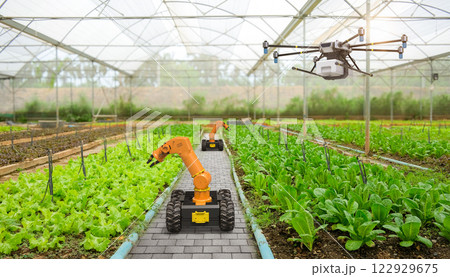 Robotic arm harvest lettuce in farm Robotic arm harvest lettuce in farm 122929675