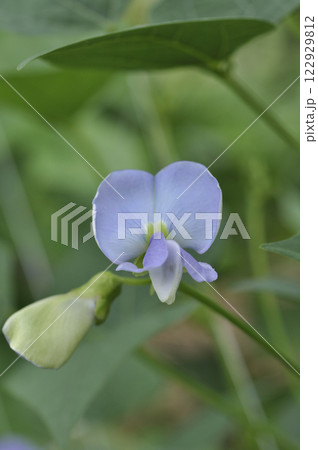 菜園の四角豆の花 菜園の四角豆の花 122929812