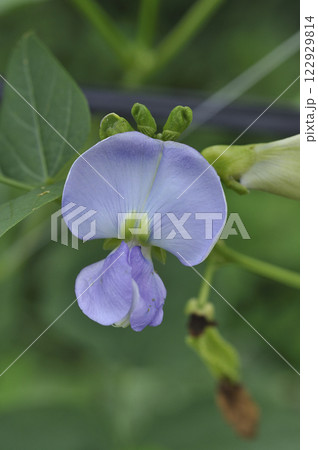 菜園の四角豆の花 菜園の四角豆の花 122929814