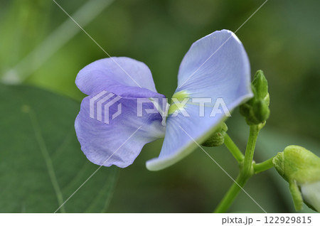 菜園の四角豆の花 菜園の四角豆の花 122929815