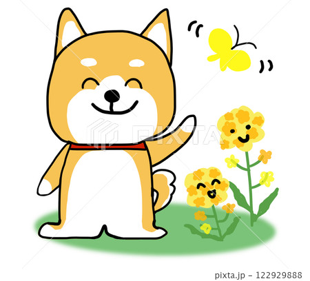 菜の花の横で手を振るしばいぬ 122929888