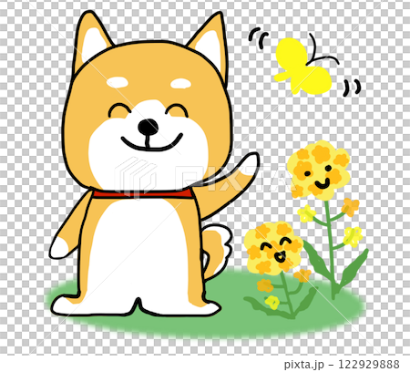 菜の花の横で手を振るしばいぬ 122929888