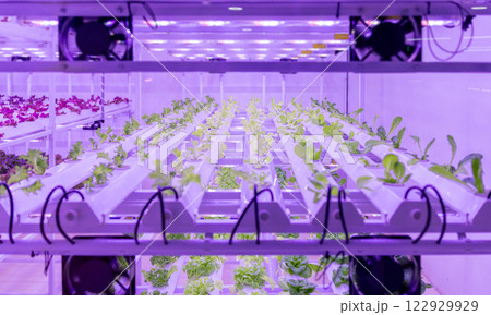 Indoor farm system raised plants on shelves growth with led light 122929929