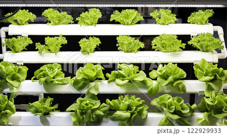 Indoor farm system raised plants on shelves growth with led light Indoor farm system raised plants on shelves growth with led light 122929933