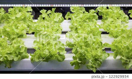 Indoor farm system raised plants on shelves growth with led light Indoor farm system raised plants on shelves growth with led light 122929934