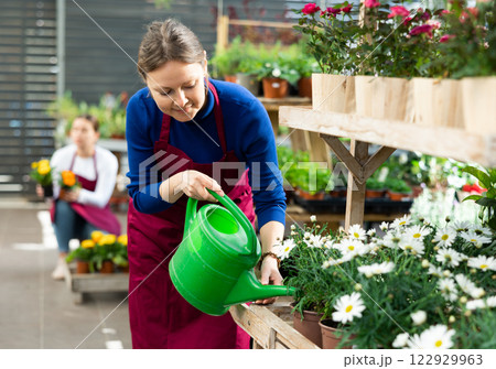 Woman seller watering chrysanthemum shrub in flower shop 122929963