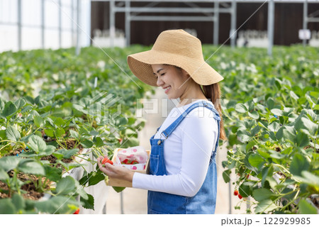 Asian gardener harvest strawberry in glasshouse 122929985
