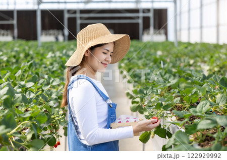 Asian gardener harvest strawberry in glasshouse Asian gardener harvest strawberry in glasshouse 122929992