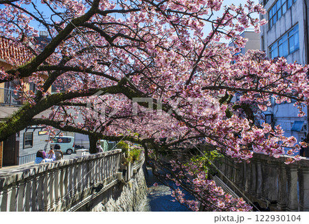 静岡県熱海市　あたみ桜　糸川遊歩道　2月上旬 122930104