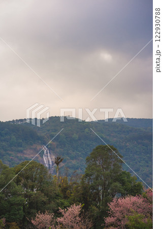 travel in nature concept with pink cherry blossom tree with waterfall and clear sky in springtime season 122930788