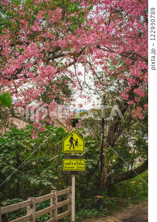 travel in nature concept with pink cherry blossom tree and country road and school zone caution in springtime season 122930789