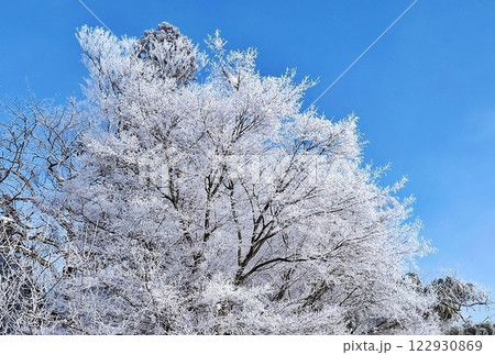 雪の花 雪の花 122930869