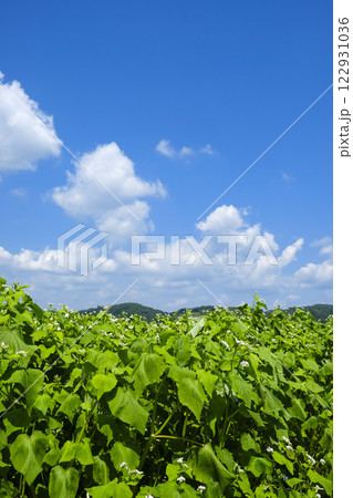 常陸秋ソバの花畑 122931036