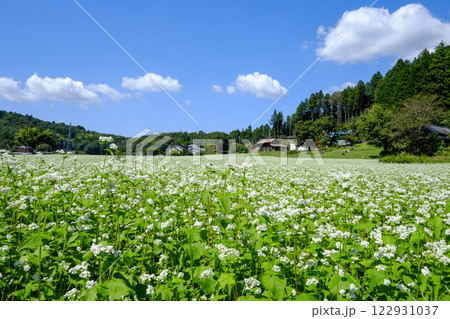 常陸秋ソバの花畑 常陸秋ソバの花畑 122931037