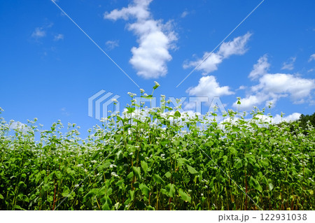 常陸秋ソバの花畑 122931038