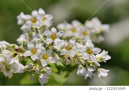 常陸秋ソバの花畑 122931045