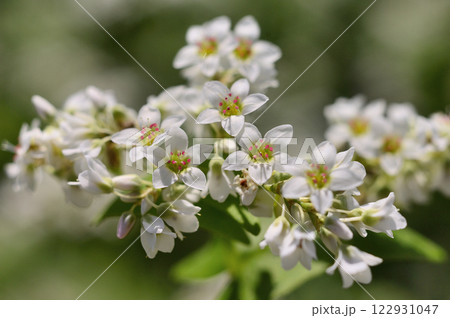 常陸秋ソバの花畑 122931047