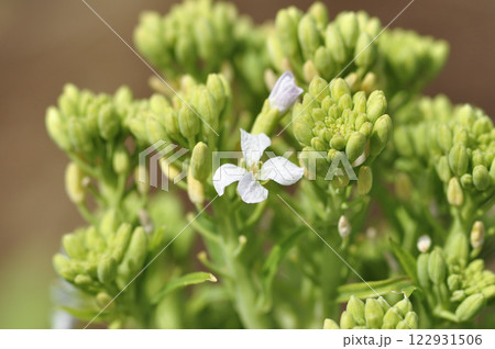春の畑のダイコンの花 春の畑のダイコンの花 122931506