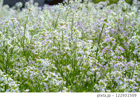 春の畑のダイコンの花 122931509
