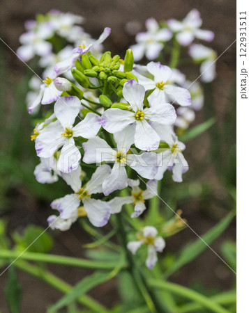 春の畑のダイコンの花 春の畑のダイコンの花 122931511