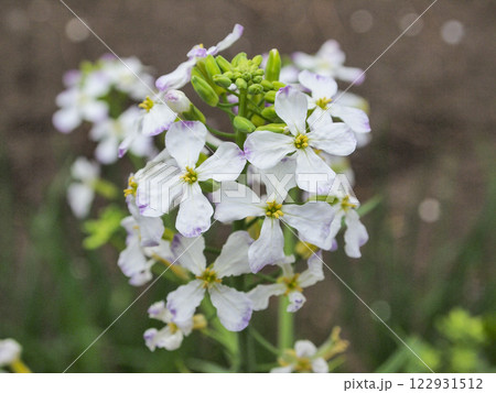 春の畑のダイコンの花 春の畑のダイコンの花 122931512