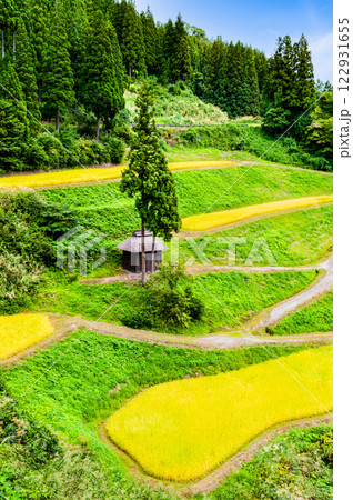 新潟 留守原の棚田 実りの秋 新潟 留守原の棚田 実りの秋 122931655