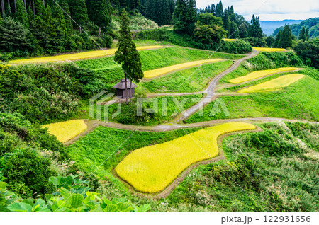 新潟 留守原の棚田　実りの秋 122931656