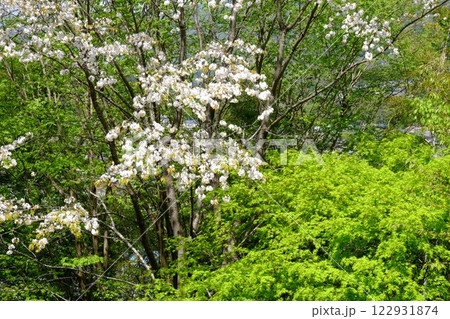 八重桜と新緑のカエデ　【相模原市津久井　4月】 122931874