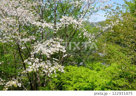 八重桜と若葉の美しいカエデ 【相模原市津久井 4月】 八重桜と若葉の美しいカエデ 【相模原市津久井 4月】 122931875