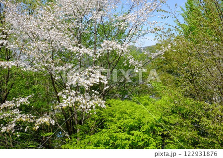 春の日差しを浴びる八重桜と新緑のカエデ　【相模原市津久井　4月】 122931876