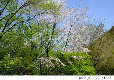 春の日差しを浴びる八重桜と新緑のカエデ　【相模原市津久井　4月】 122931882