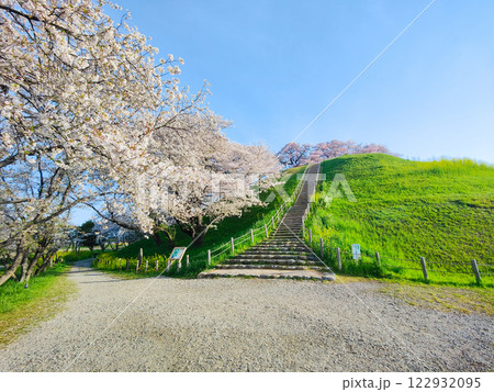 丸墓山古墳の桜（さきたま古墳公園） 122932095