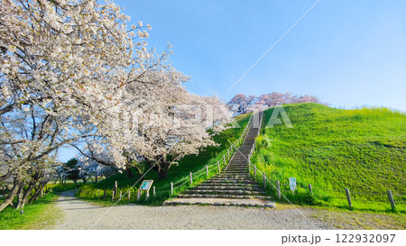 丸墓山古墳の桜（さきたま古墳公園） 122932097