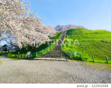 丸墓山古墳の桜(さきたま古墳公園) 丸墓山古墳の桜(さきたま古墳公園) 122932098