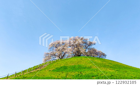丸墓山古墳の桜(さきたま古墳公園) 丸墓山古墳の桜(さきたま古墳公園) 122932105