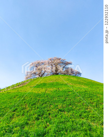 丸墓山古墳の桜(さきたま古墳公園) 丸墓山古墳の桜(さきたま古墳公園) 122932110