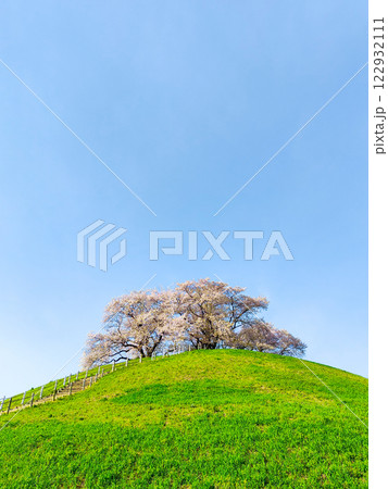 丸墓山古墳の桜（さきたま古墳公園） 122932111