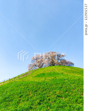 丸墓山古墳の桜(さきたま古墳公園) 丸墓山古墳の桜(さきたま古墳公園) 122932117