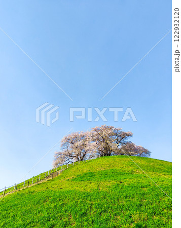 丸墓山古墳の桜（さきたま古墳公園） 122932120