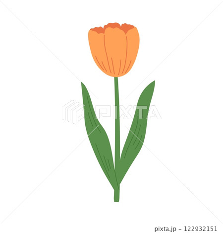 Hand draw orange tulip vector illustration 122932151
