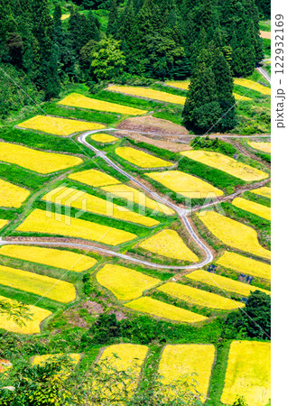 新潟 慶地の棚田　実りの秋 122932169