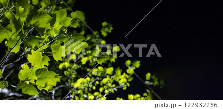 黒い背景に映える緑の葉っぱの植物 黒い背景に映える緑の葉っぱの植物 122932286