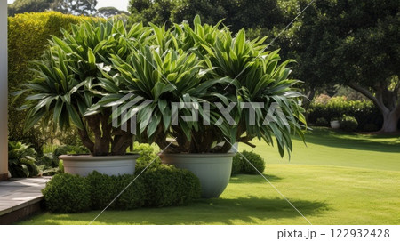 Dracaena in garden. Generative AI 122932428