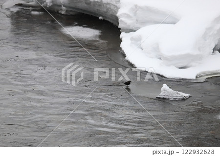 氷流れる冬の川でエサを探す カワガラス 氷流れる冬の川でエサを探す カワガラス 122932628